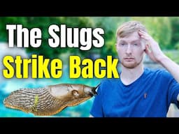 Slug Problems On The Plot | Beer Traps | Allotment Gardening UK