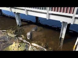 Florida Alligator Growling and Bellowing!