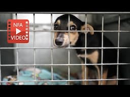 Neglected dogs need emergency care in Cape Town’s Khayelitsha township.