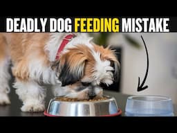 15 Mistakes You're Making Every Day When You Feed Your Dog ( Scientists Reveal )