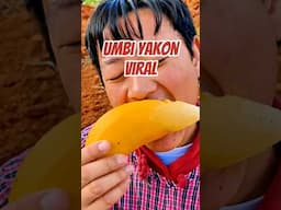 Yuk Tanam Umbi Yakon