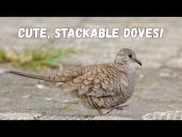 Inca Dove | What is Pyramid Roosting?