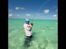 Nothing better when your guide picks up the fly rod & this happens
