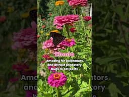 Reasons you need flowers: 1. They’re pretty 2. They’re beautiful 3. They stop pests #flowers #garden