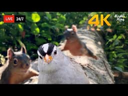 🔴 24/7 LIVE: Cat TV for Cats to Watch 😺 Funny Birds and Squirrels 4K Cat Games