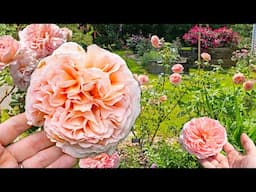 Why Abraham Darby Rose Drives Gardeners CRAZY