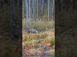 Solo Colorado Mule Deer Hunt