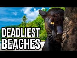 Ranking 8 Of The Most Dangerous Beaches In The World Based On Their Wildlife