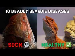 Vet Student Explains: 10 Diseases That Can KILL Your Bearded Dragon