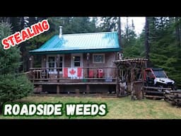Heavy Rain and A mission to get some Roadside weeds