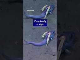 Deep-Sea Fish Has Hair—Oh Wait, Those Are Giant Parasites