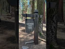 Sequoia National Park California