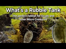 Rubble Tank - the perfect habitat for scuds and other freshwater microfauna