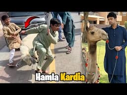 First Time Camel Ki Qurbani Dekhi 😢 | Shippu Ne Bacho Par Hamla Kardia 😱 | Eid Mubarak ❤️