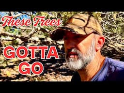 Why I Continue To Cut Down Trees On My Land - This Specific One Needs To Go...