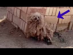 Suffering from hemorrhoids, she struggled to crawl step by step in 43°C weather looking for food