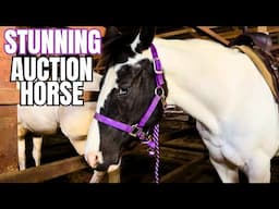I WANT TO BUY THIS PINTO AUCTION MARE! She Has BLUE EYES!