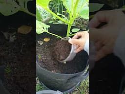 Eggplant Care #viralshort #gardening #viralvideo #vegetablegarden #garden #vegetables #viral