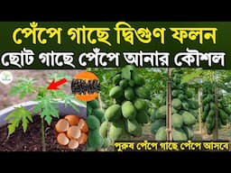 ছোট গাছে পেঁপে  আনার কৌশল- পেঁপে গাছে দ্বিগুণ ফলন হবে - পুরুষ পেঁপে গাছে পেঁপে আসবে - papaya