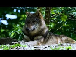 ¡Descubre la Verdadera Alimentación para Tu Perro! 🐶  ¿Mito o Realidad sobre la Dieta del Lobo?