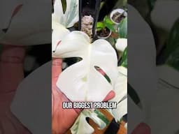 MONSTERA ALBO PROBLEMS !!  #indoorplants #monstera #monsteraalbo