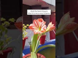 Amaryllis Flower Blooming Guide | घर पर उगाएं सुंदर फूल!