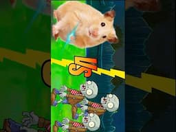 Hamster overcome obstacles escape from pacman Game maze p2  #hamsters  #hamsterfunny #shorts
