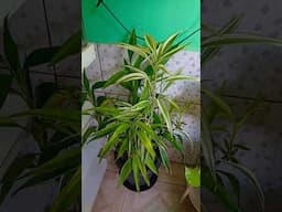 Plantas De Dentro De CASA #shortsvideo