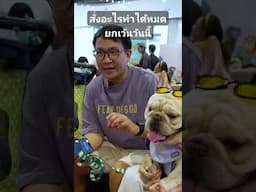 สั่งอะไรทำได้หมดยกเว้นวันนี้ #jerhigh #cat #pomeranian #สุนัขตำรวจ #pets #animals #news #cutecat