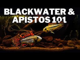 Apistogrammas, Live Foods and Botanicals 101 with Mats Lintenbrink from Blackwater Aquariums