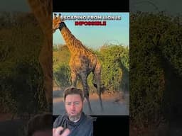 Is It Possible To Escape A Lion Attack?