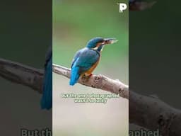 Kingfishers can be clumsy as well!