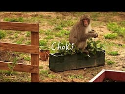 Monkeys Ruined My Potatoes Before I Could Harvest 😢😢😢😢😢😢