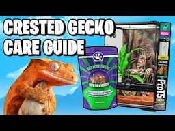 The Ultimate Crested Gecko Care Guide
