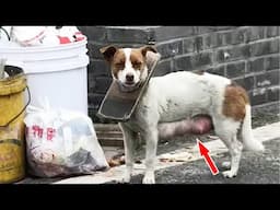Stray dog's head was tied with wood, and she had to take care of the puppy at the same time...
