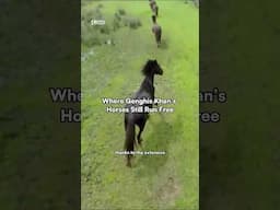 Where Genghis Khan's Horses still run free...  #nature #animaldocumentary #wildlifeentertainment