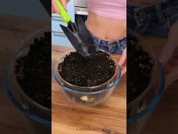 How to grow organic garlic in your kitchen