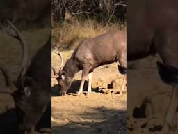 Deer fawns eat dirt (has minerals like Ca, Mg & Na) to take in bacteria that helps their GI system