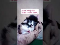 Cute baby cats #lovecats #cat #cats #babycat