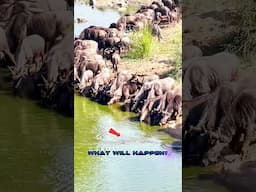 Crocodile Lurks to Hunt Wildebeest #shorts #wildlife #hunting #animals #crocodile #wildbeest
