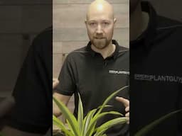 Best placement for your Dracaena 🪴 #plants #houseplants #indoorplants @SwedishPlantguys