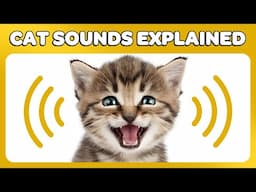 Cat Sounds Explained Quickly!