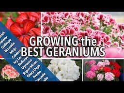 GERANIUM GREATS: My Picks for Color, Grit & Garden Glory
