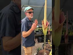 Amorphophallus variabilis x titanum 'John Tan'