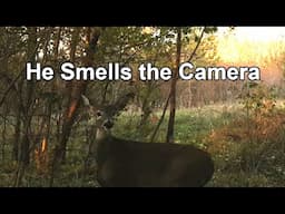 Deer Smells the Camera - Young White Tailed Buck