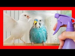 ¡CUIDADO! Este ERROR MATA a tus AVES en VERANO ☀️ Cuidados de las aves