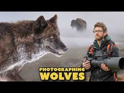 Up Close with a Yellowstone WOLF– A Once-in-a-Lifetime Moment