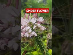 SPIDER FLOWER #SPIDERFLOWER