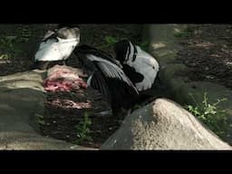 Happy Hatch Day Andean Condor Gryph - Cincinnati Zoo