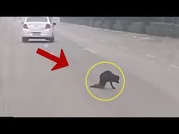 Her legs paralyzed, she tried to crawl step by step across the highway looking for food and shelter